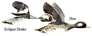 Buffleheads | Waterfowl Duck Hunt North Carolina Outer Banks Hatteras, NC