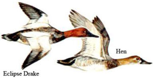 Canvasback | Waterfowl Duck Hunt North Carolina Outer Banks Hatteras, NC