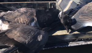 Brandt | Waterfowl Duck Hunt North Carolina Outer Banks Hatteras, NC