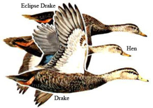 Blackducks | Waterfowl Duck Hunt North Carolina Outer Banks Hatteras, NC