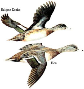Widgeon | Waterfowl Duck Hunt North Carolina Outer Banks Hatteras, NC