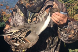 Pintail | Waterfowl Duck Hunt North Carolina Outer Banks Hatteras, NC