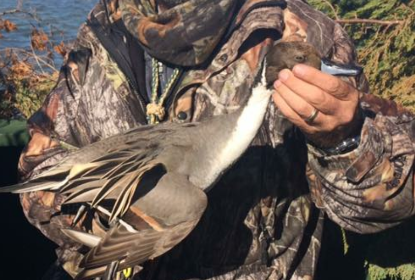 Waterfowl and Duck Hunting OBX Hatteras, NC T&A Guide ServiceTnA